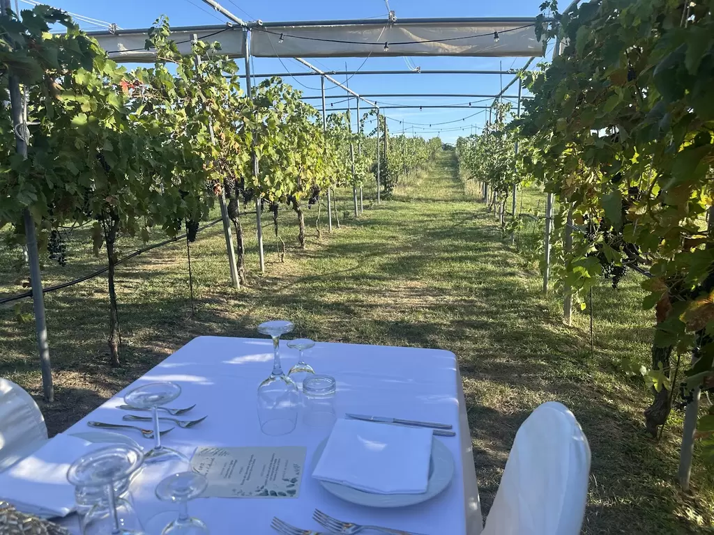 Cena in vigna al podere Riosto