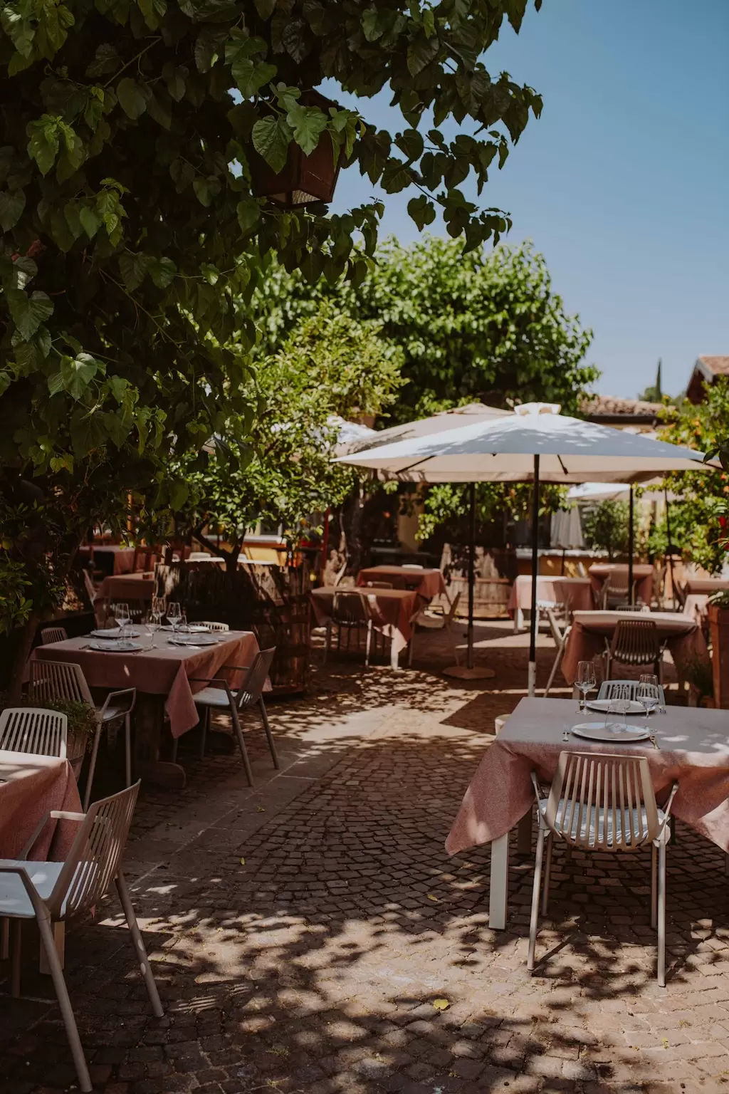 TulipGarda raccolta tulipani🌷