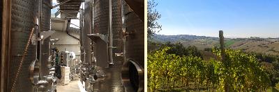 VINO MARCHE FERMO